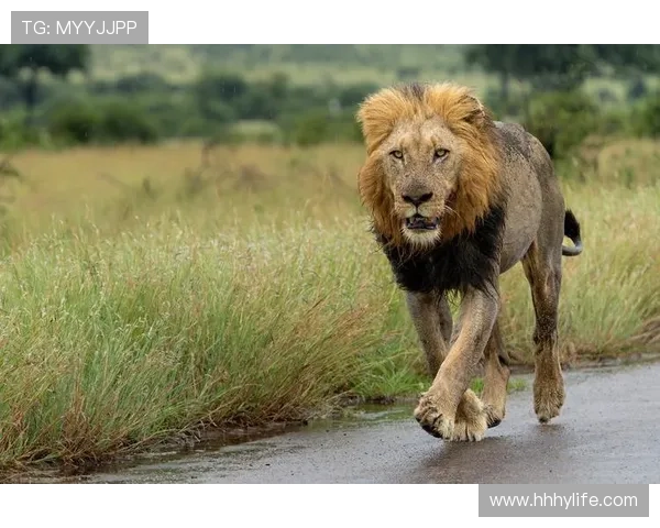 非洲雄狮崛起:揭示大草原背后的王者崛起与生态变革 - 副本 非洲雄狮崛起:揭示大草原背后的王者崛起与生态变革 - 副本